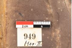 Foto (Detailsansicht) von Quercus mediterranea, Unger (NHMW-GEO-2024-0188-0949)
